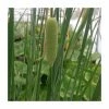 Large Graceful Cattail Typha laxmanii - 3L Pot 2 Large Graceful Cattail Typha laxmanii - 3L Pot -Cheap July Plants Store PL1202 main image 80cc