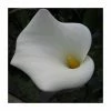 Large White Arum Lily | Zantedeschia aethopica | Pond Plant ‘Crowborough’ - 3L Pot 1 Large White Arum Lily | Zantedeschia aethopica | Pond Plant ‘Crowborough’ - 3L Pot -Cheap July Plants Store PL1205 main image 0054