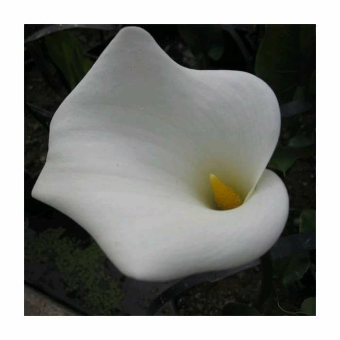 Large White Arum Lily | Zantedeschia aethopica | Pond Plant ‘Crowborough’ - 3L Pot 3 Large White Arum Lily | Zantedeschia aethopica | Pond Plant ‘Crowborough’ - 3L Pot