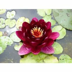 Extra Large Water Lily 'Black Princess' - Nymphaea 'Black Princess' - 30L Pot 7 Extra Large Water Lily 'Black Princess' - Nymphaea 'Black Princess' - 30L Pot -Cheap July Plants Store PL1235 add image 1 70d4