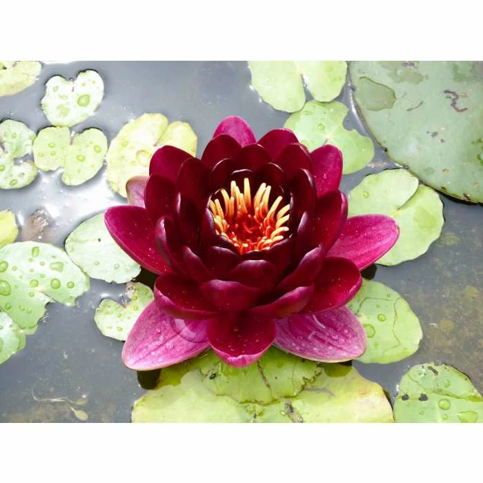 Extra Large Water Lily 'Black Princess' - Nymphaea 'Black Princess' - 30L Pot 5 Extra Large Water Lily 'Black Princess' - Nymphaea 'Black Princess' - 30L Pot - Image 3