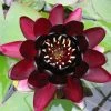 Extra Large Water Lily 'Black Princess' - Nymphaea 'Black Princess' - 30L Pot