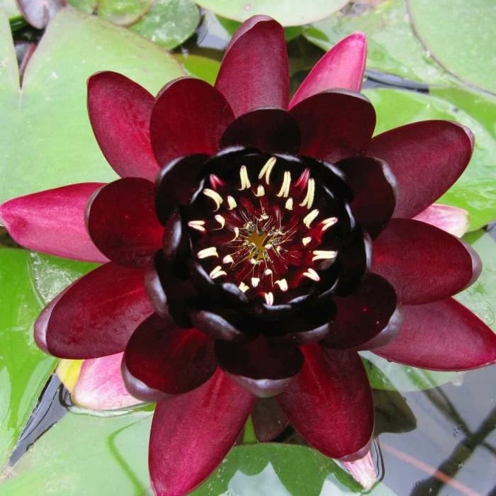 Extra Large Water Lily 'Black Princess' - Nymphaea 'Black Princess' - 30L Pot 3 Extra Large Water Lily 'Black Princess' - Nymphaea 'Black Princess' - 30L Pot