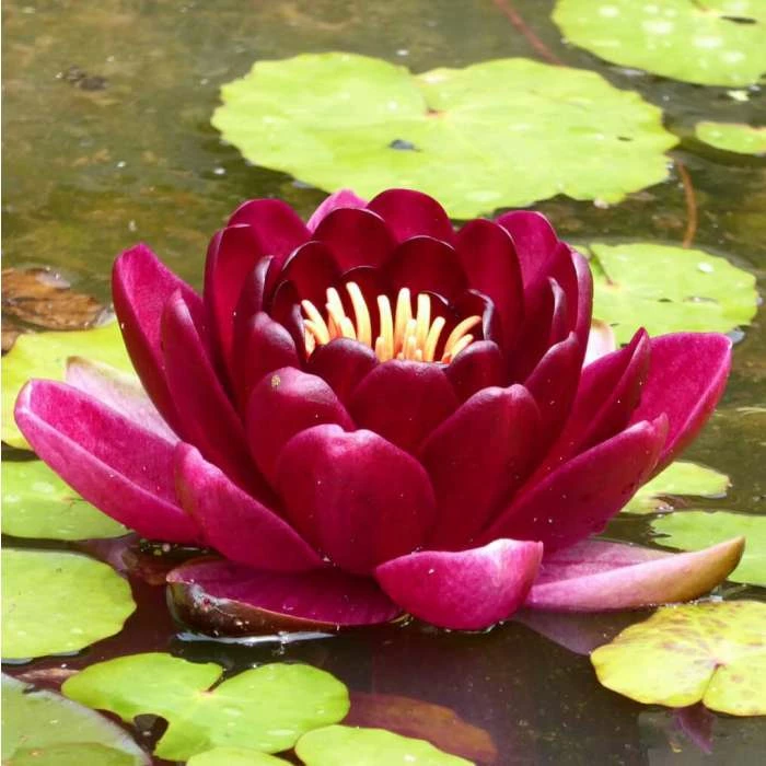 Extra Large Water Lily 'Black Princess' - Nymphaea 'Black Princess' - 30L Pot 4 Extra Large Water Lily 'Black Princess' - Nymphaea 'Black Princess' - 30L Pot - Image 2