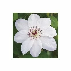 50-90cm Clematis 'Miss Bateman' - 3L Pot 8 50-90cm Clematis 'Miss Bateman' - 3L Pot -Cheap July Plants Store PL13621 add image 2 91d1