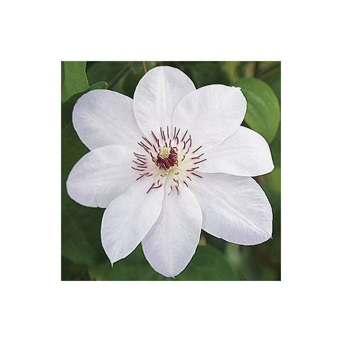 50-90cm Clematis 'Miss Bateman' - 3L Pot 5 50-90cm Clematis 'Miss Bateman' - 3L Pot - Image 3
