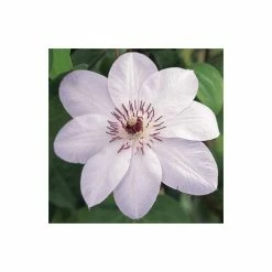 50-90cm Clematis 'Miss Bateman' - 3L Pot 9 50-90cm Clematis 'Miss Bateman' - 3L Pot -Cheap July Plants Store PL13621 add image 3 0a81
