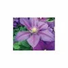 Clematis 'Dazzle' - 2.5L Pot 2 Clematis 'Dazzle' - 2.5L Pot -Cheap July Plants Store PL13625 main image d57f