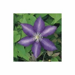 50-90cm Clematis 'Daniel Deronda' - 3L Pot 9 50-90cm Clematis 'Daniel Deronda' - 3L Pot -Cheap July Plants Store PL13628 add image 2 a5e2