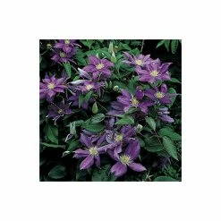 50-90cm Clematis 'Daniel Deronda' - 3L Pot 10 50-90cm Clematis 'Daniel Deronda' - 3L Pot -Cheap July Plants Store PL13628 add image 3 c89c