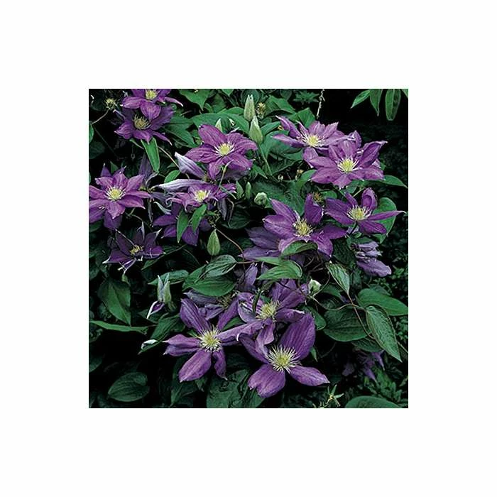 50-90cm Clematis 'Daniel Deronda' - 3L Pot 6 50-90cm Clematis 'Daniel Deronda' - 3L Pot - Image 4