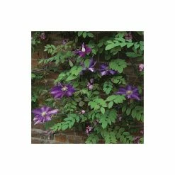 50-90cm Clematis 'Daniel Deronda' - 3L Pot 11 50-90cm Clematis 'Daniel Deronda' - 3L Pot -Cheap July Plants Store PL13628 add image 4 dab3