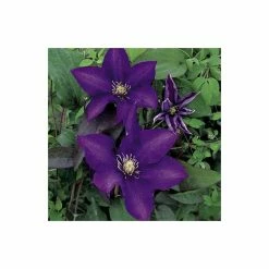 50-90cm Clematis 'Daniel Deronda' - 3L Pot