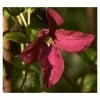 50-90cm Clematis 'Niobe' - 3L Pot 1 50-90cm Clematis 'Niobe' - 3L Pot -Cheap July Plants Store PL13631 main image bb1b