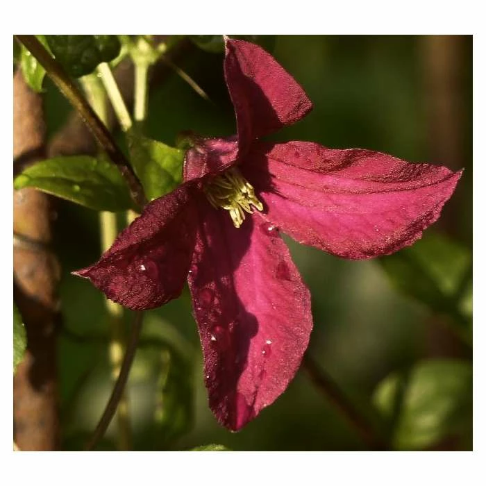 50-90cm Clematis 'Niobe' - 3L Pot 3 50-90cm Clematis 'Niobe' - 3L Pot