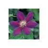 Clematis 'Anna-Louise' (Evithreeā¢) - 2.5L Pot 1 Clematis 'Anna-Louise' (Evithreeā¢) - 2.5L Pot -Cheap July Plants Store PL13633 main image 6213