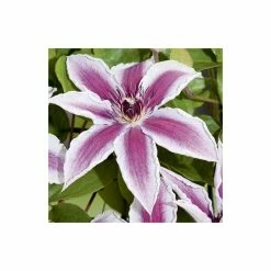 Clematis 'Pamina' - 2.5L Pot -Cheap July Plants Store PL13634 add image 2 6b41
