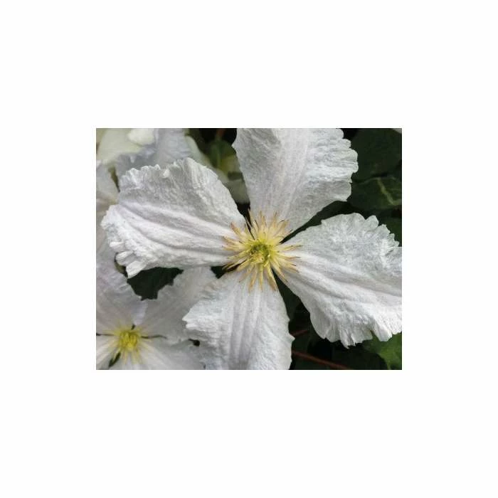 50-90cm Clematis Prince George (C) | 3L Pot | Clematis Ranunculaceae 3 50-90cm Clematis Prince George (C) | 3L Pot | Clematis Ranunculaceae