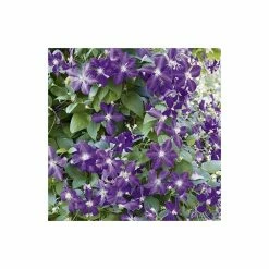 50-90cm Clematis Jackmanii - 3L Pot -Cheap July Plants Store PL13640 add image 2 1548
