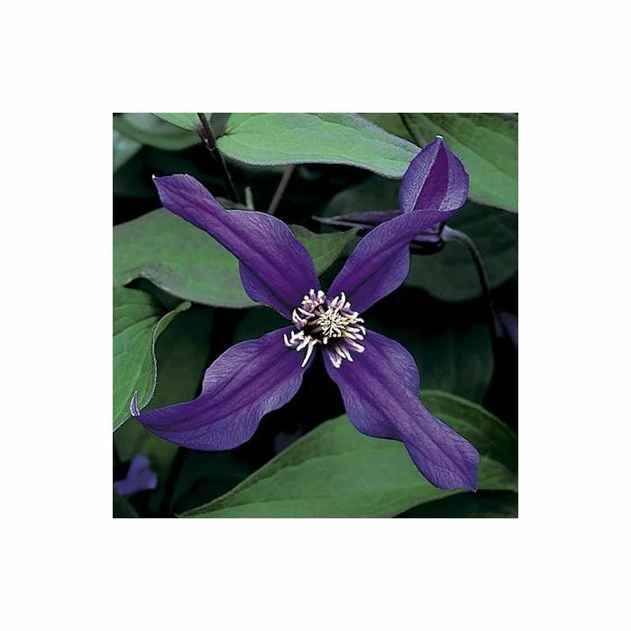 50-90cm Clematis 'Petit Faucon' - 3L Pot 4 50-90cm Clematis 'Petit Faucon' - 3L Pot - Image 2