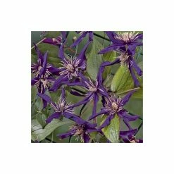50-90cm Clematis 'Petit Faucon' - 3L Pot 10 50-90cm Clematis 'Petit Faucon' - 3L Pot -Cheap July Plants Store PL13641 add image 3 386d