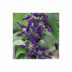 50-90cm Clematis 'Petit Faucon' - 3L Pot 11 50-90cm Clematis 'Petit Faucon' - 3L Pot -Cheap July Plants Store PL13641 add image 4 6e2f