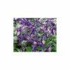 50-90cm Clematis 'Petit Faucon' - 3L Pot