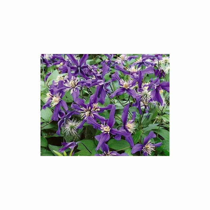 50-90cm Clematis 'Petit Faucon' - 3L Pot 3 50-90cm Clematis 'Petit Faucon' - 3L Pot