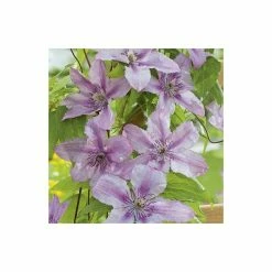 50-90cm Clematis 'Hagley Hybrid' - 3L Pot 8 50-90cm Clematis 'Hagley Hybrid' - 3L Pot -Cheap July Plants Store PL13646 add image 2 0709