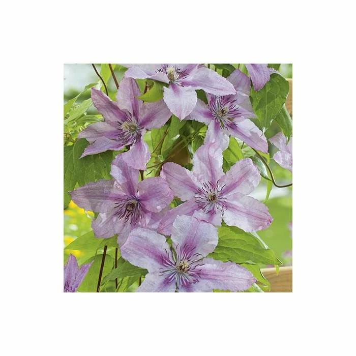 50-90cm Clematis 'Hagley Hybrid' - 3L Pot 5 50-90cm Clematis 'Hagley Hybrid' - 3L Pot - Image 3