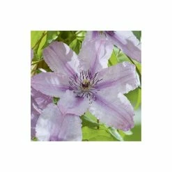 50-90cm Clematis 'Hagley Hybrid' - 3L Pot 9 50-90cm Clematis 'Hagley Hybrid' - 3L Pot -Cheap July Plants Store PL13646 add image 3 0dc8