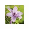 50-90cm Clematis 'Hagley Hybrid' - 3L Pot 1 50-90cm Clematis 'Hagley Hybrid' - 3L Pot -Cheap July Plants Store PL13646 main image 32b9