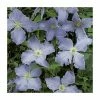 50-90cm Clematis Blue Angel (S) | 3L Pot | Blekitny Aniol 2 50-90cm Clematis Blue Angel (S) | 3L Pot | Blekitny Aniol -Cheap July Plants Store PL13647 main image 53ef