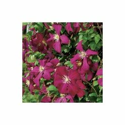 50-90cm Clematis Madame Julia Correvon (C) | 3L Pot | Clematis Viticella 11 50-90cm Clematis Madame Julia Correvon (C) | 3L Pot | Clematis Viticella -Cheap July Plants Store PL13648 add image 2 014c