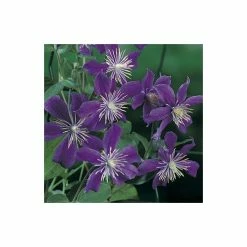 50-90cm Clematis 'Arabella' - 3L Pot -Cheap July Plants Store PL13651 add image 2 c4dd