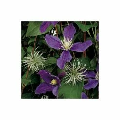 50-90cm Clematis 'Arabella' - 3L Pot -Cheap July Plants Store PL13651 add image 3 58b3