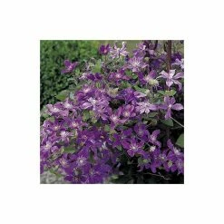 50-90cm Clematis 'Arabella' - 3L Pot -Cheap July Plants Store PL13651 add image 4 dbc0