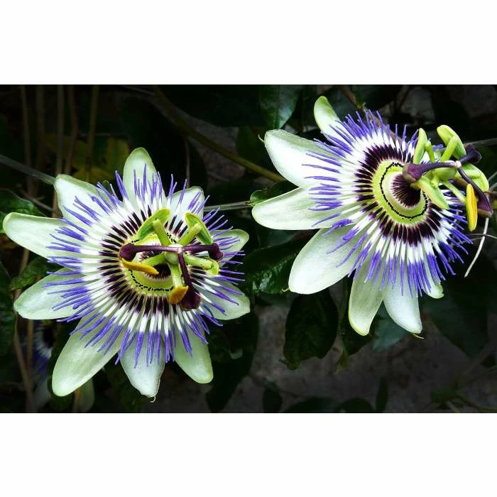 Blue Passion Flower | Passiflora Caerulea 4 Blue Passion Flower | Passiflora Caerulea - Image 2