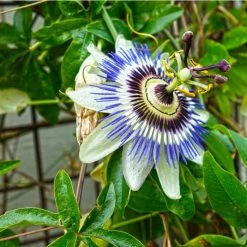 Blue Passion Flower | Passiflora Caerulea 8 Blue Passion Flower | Passiflora Caerulea -Cheap July Plants Store PL13657 add image 2 98cb