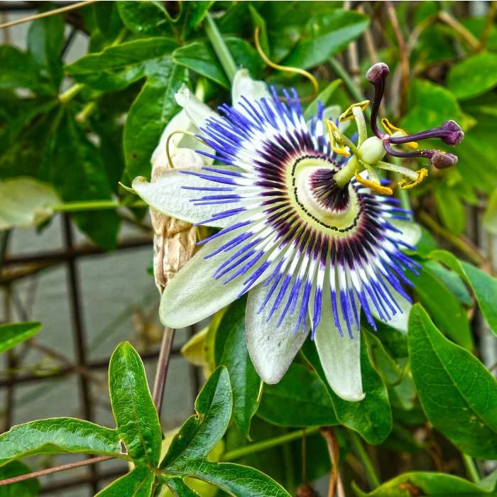 Blue Passion Flower | Passiflora Caerulea 5 Blue Passion Flower | Passiflora Caerulea - Image 3