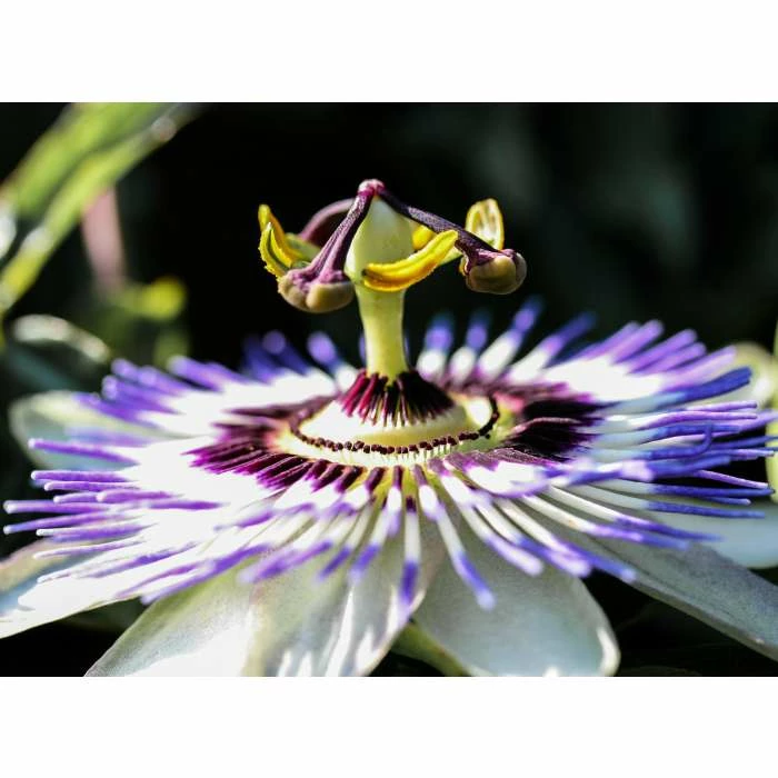 Blue Passion Flower | Passiflora Caerulea 6 Blue Passion Flower | Passiflora Caerulea - Image 4