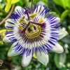 Blue Passion Flower | Passiflora Caerulea -Cheap July Plants Store PL13657 main image 2d04