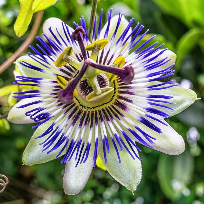 Blue Passion Flower | Passiflora Caerulea 3 Blue Passion Flower | Passiflora Caerulea