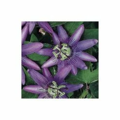 2-3ft Passiflora Amethyst 'Lavender Lady' | 3L Pot | -Cheap July Plants Store PL13661 add image 1 0f3c