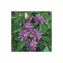 2-3ft Passiflora Amethyst 'Lavender Lady' | 3L Pot | -Cheap July Plants Store PL13661 add image 2 bdaf