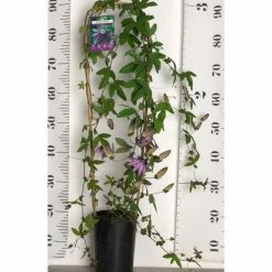 2-3ft Passiflora Amethyst 'Lavender Lady' | 3L Pot | -Cheap July Plants Store PL13661 add image 3 a8b8