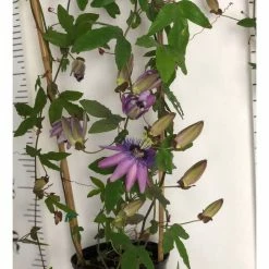 2-3ft Passiflora Amethyst 'Lavender Lady' | 3L Pot | -Cheap July Plants Store PL13661 add image 4 d134