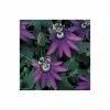 2-3ft Passiflora Amethyst 'Lavender Lady' | 3L Pot | 2 2-3ft Passiflora Amethyst 'Lavender Lady' | 3L Pot | -Cheap July Plants Store PL13661 main image 95d5