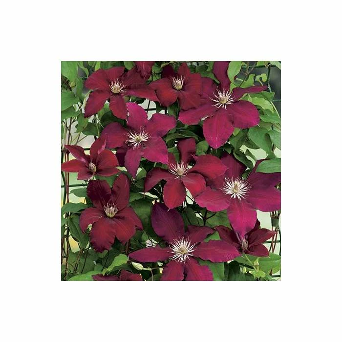50-90cm Clematis 'Rebecca' - 3L Pot 4 50-90cm Clematis 'Rebecca' - 3L Pot - Image 2