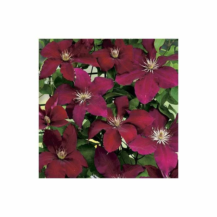 50-90cm Clematis 'Rebecca' - 3L Pot 3 50-90cm Clematis 'Rebecca' - 3L Pot